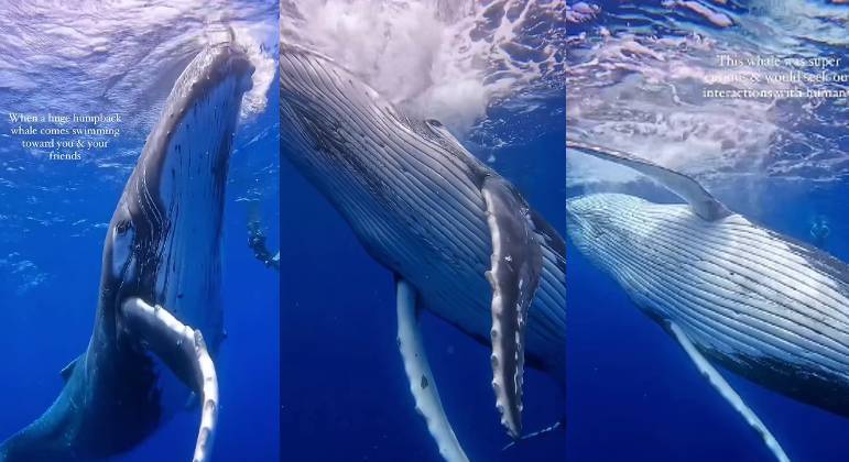 Mergulhos com baleias não são tão comuns como aqueles com tubarões