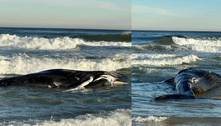 Mistério assustador: baleia é encontrada morta na beira de praia onde outras 8 morreram