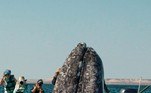 Após sair do mar furtivamente atrás do barco deles, a baleia (uma baleia-cinzenta) resolveu fazer um aparição normal, e foi intensamente fotografada na Lagoa San Ignacio, em BajaLEIA MAIS: Teias de aranha fazem de região da Austrália cenário de ficção científica