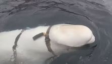 Noruega suspeita que baleia 'amigável' é uma espiã russa e alerta população