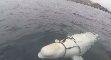 Animal foi visto em 2019 utilizando uma esp&eacute;cie de coleira