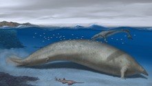 Baleia extinta pode ser espécie mais pesada que já existiu