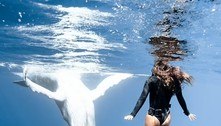Filhote de baleia se empolga e quase atropela mergulhadora