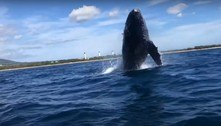 Baleia imensa salta perto de caiaque, e fotógrafa grita ao testemunhar o momento único