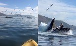 Uma baleia-jubarte quase engoliu duas mulheres que navegavam de caiaque perto de uma praia em San Luis Obispo, na Califórnia