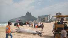 Corpo de baleia morta é recolhido na Praia do Leblon; veja vídeo