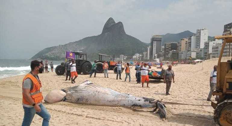 Corpo de baleia jubarte apareecu na praia do Leblon