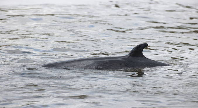 Jovem baleia perdida no rio Tâmisa, em Londres, é sacrificada