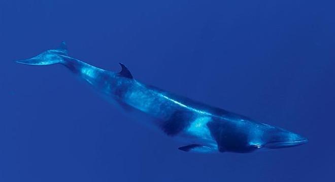 Hábitos das baleias minke estão sendo monitorados por 30 câmeras