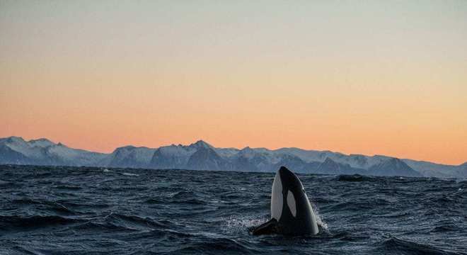 Baleia orca - características, como vivem e curiosidades