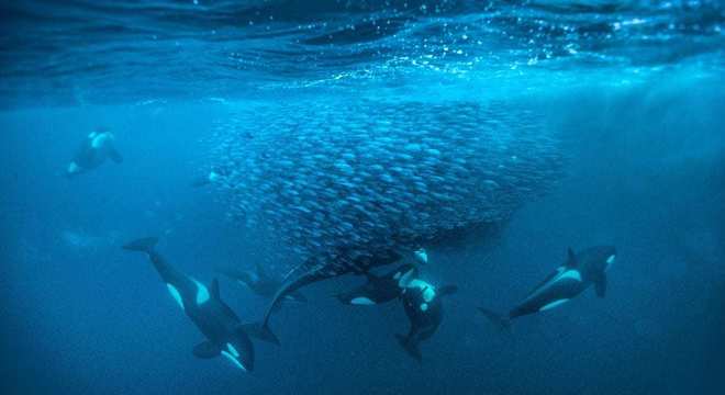 Baleia orca - características, como vivem e curiosidades