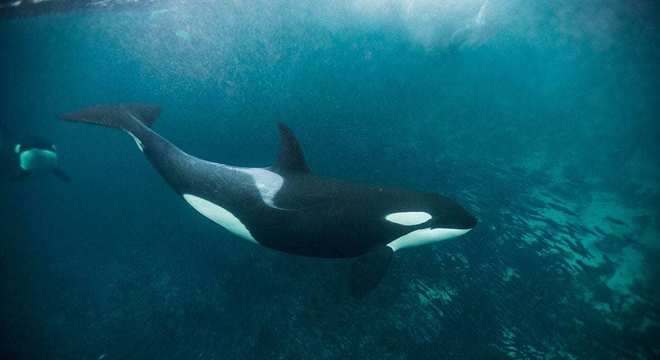 Baleia orca - características, como vivem e curiosidades