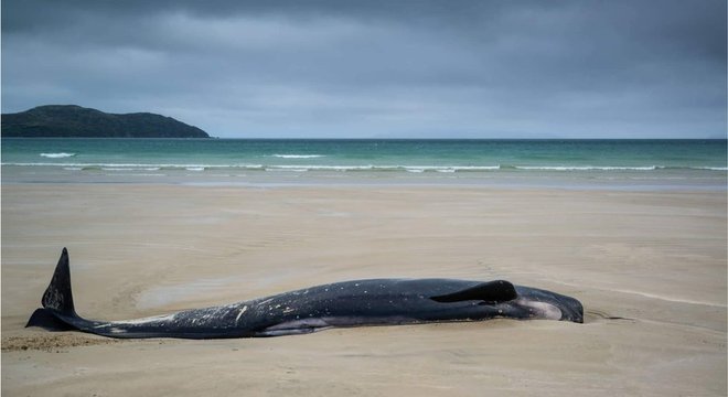 Durante a noite, apesar da maré alta, as baleias não conseguiram voltar ao mar - no dia seguinte pela manhã, estavam encalhadas na areia