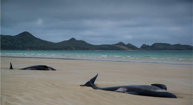 Guardas-florestais tiveram que tomar uma decisão de 'cortar o coração': fazer eutanásia nas baleias, que estavam sofrendo para morrer