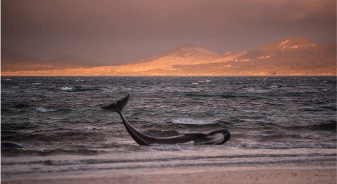 Baleia-piloto encalhada nas águas rasas de uma praia remota na ilha Stewart, na Nova Zelândia, durante o pôr do Sol