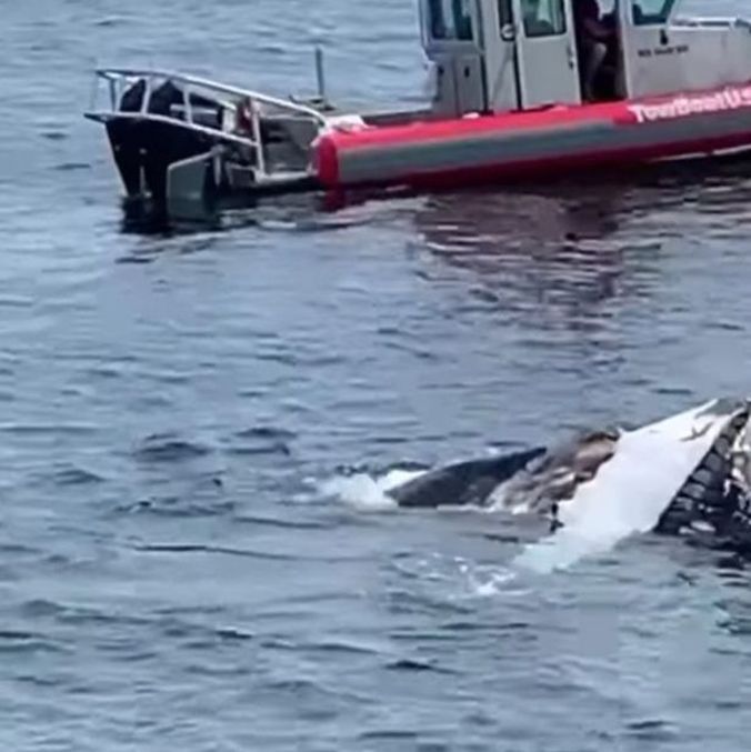 Banquete assustador foi chamado de 'incrível' por turistas