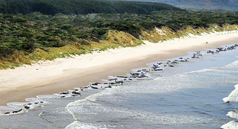Centenas de baleias-piloto encalharam em praia da Tasmânia (Austrália) na quarta-feira