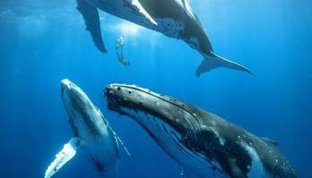 Ciência descobre como baleias cantam e como os humanos atrapalham (Ciência descobre como as baleias cantam e como os humanos atrapalham nisso)
