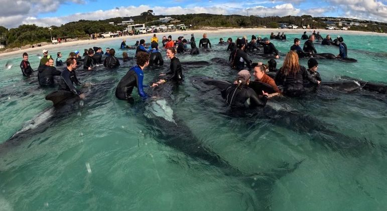 Resgatistas lutam para salvar baleias encalhadas na praia de Cheynes, no oeste da Austr&aacute;lia