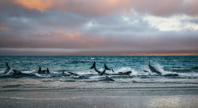 Liz Carlson e seu amigo Julian tentaram empurrar algumas baleias de volta para águas mais profundas, mas elas eram muito pesadas e não saiam do lugar