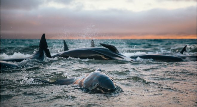 Baleias-piloto encalhadas nas águas rasas de uma praia remota na ilha Stewart, na Nova Zelândia, durante o pôr do Sol
