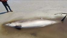 Baleia rara morre em praia nos EUA com suspeita de gripe aviária