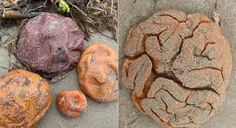Formações encontradas em praia lembram cérebros humanos