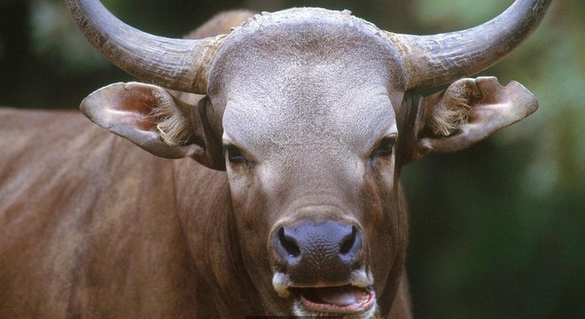 Bantengue, também conhecido como tembadau, é uma espécie de gado selvagem nativo do sudeste da Ásia