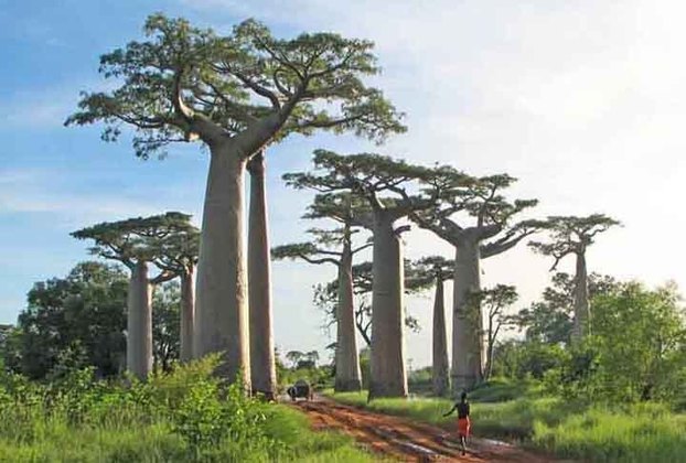 Baobá- Famosa como um dos cartões postais de  Madagascar - paraíso natural africano, no Oceano Índico - é considerada patrimônio nacional. Há 9 espécies pelo mundo. Impressiona por seus troncos enormes e decorativos, em que as folhas só nascem no topo, criando um aspecto único na paisagem.