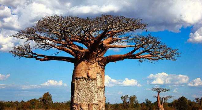 Baobá, o que é? Origem da árvore, propriedades e onde encontrar - Hora 7 -  R7 Segredos do Mundo