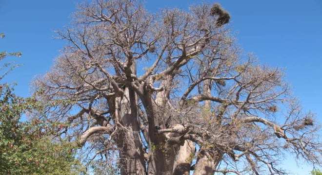 Baobá - qual a origem da árvore símbolo da África?