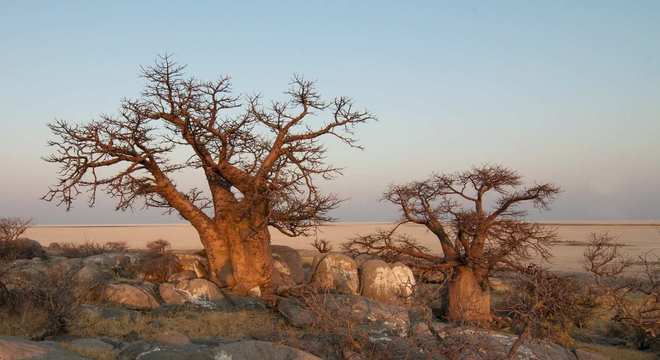 Baobá - qual a origem da árvore símbolo da África?