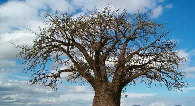 Baobá - qual a origem da árvore símbolo da África?