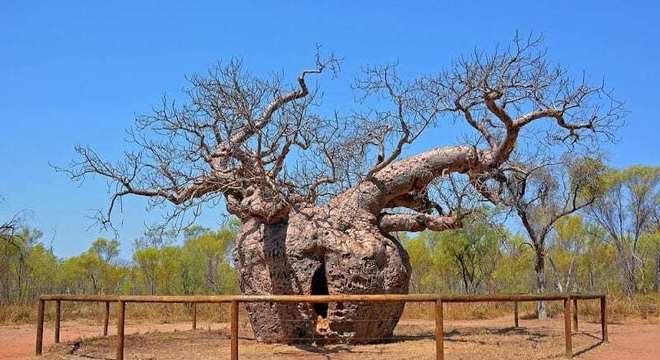 Baobá - qual a origem da árvore símbolo da África?