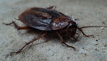 Baratas estão se transformando em super-inseto impossível de matar