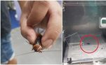 Uma barata ferida foi o animal mais estranho que um veterinário tailandês já tratou, a ponto dele publicar as imagens do atendimento no Facebook