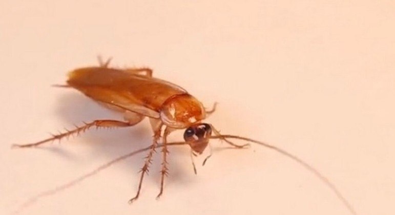 Quem merece ter o mesmo nome que tal inseto?