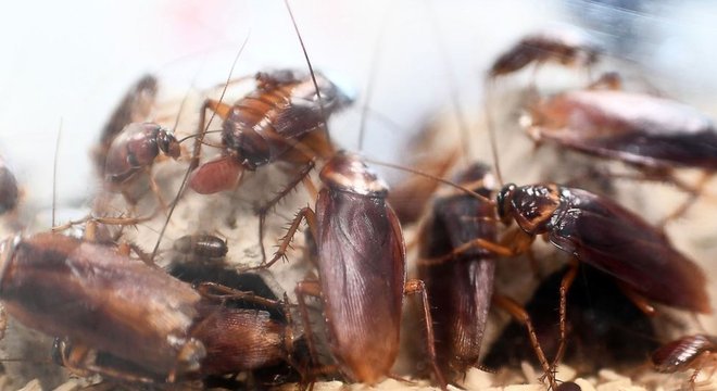 Declínio de predadores naturais pode causar aumento na população de insetos