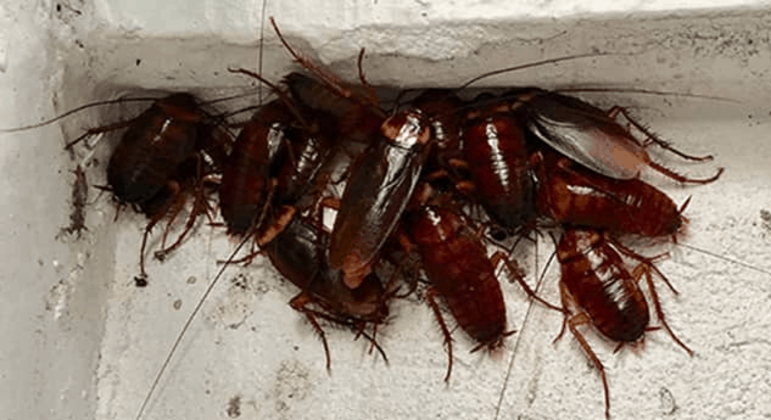 Para ganhar o dinheiro, morador deve receber 100 baratas em casa