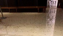 Homem joga mil baratas dentro de restaurante em Taiwan