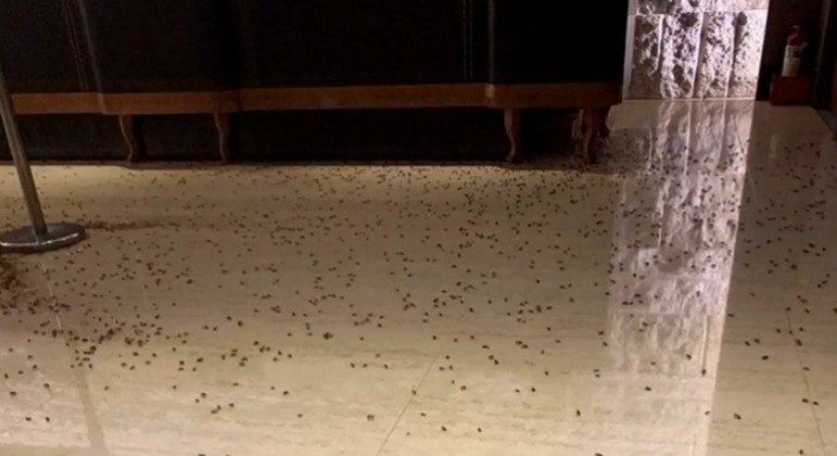 O chão do restaurante taiwanês ficou coberto de baratas
