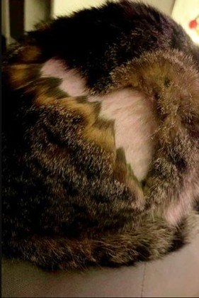 Ao menos os registros mostram que o barbeador-fantasma tem cuidado ao cometer seus delitos, uma vez que os gatos parecem com a pele intacta. Ainda assim, a ONG relata que muitos gatos 