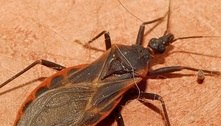 Doença de Chagas atinge até 4,6 milhões de brasileiros