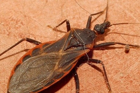 Barbeiro é o inseto que transmite a Chagas