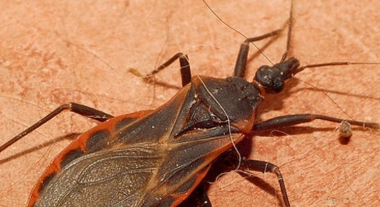Inseto transmissor da doença de Chagas