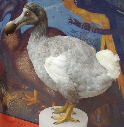 Basicamente, os dodôs tinham um bico grande e curvado na ponta, pernas grandes e asas minúsculas. 