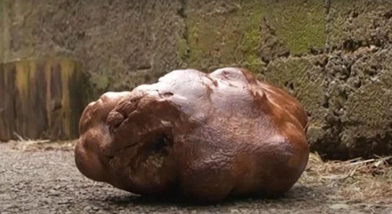 Essa gigantesca batata vai virar uma grande porção de vodca