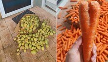 Morador acha 40 kg de batata e 30 kg de cenoura na varanda de casa