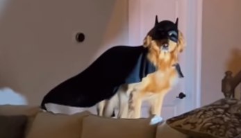 Golden retriever vestido de Batcão faz a alegria da internet (Reprodução/ TikTok @aguyandagoldenn)