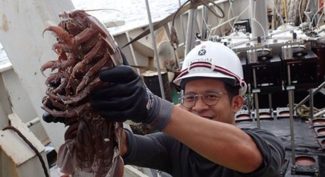 O Bathynomus raksasa mede, em média, 33cm da cabeça à cauda